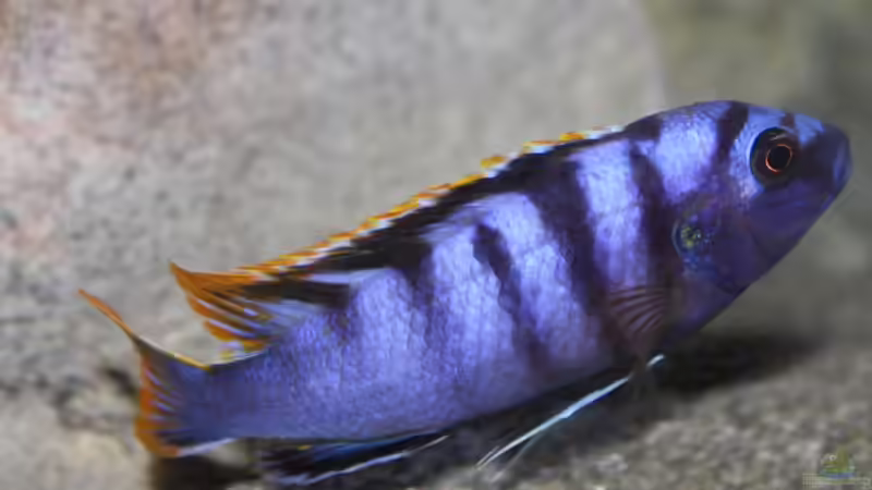 Labidochromis Red Top Mbamba Bay von Florian Bandhauer (100)