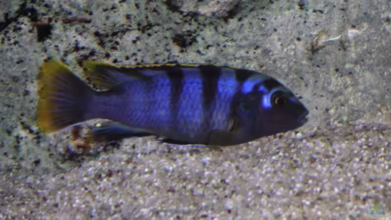 Labidochromis Red Top Mbamba Bay Weibchen von malawi-fish (20)