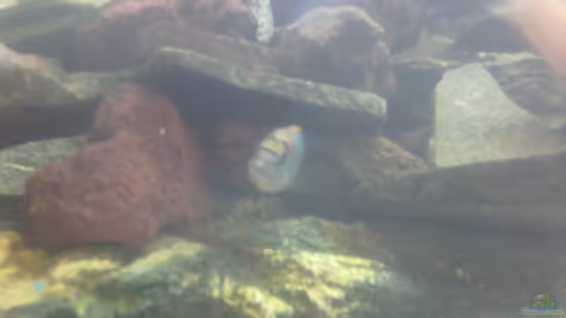 Labidochromis Red Top sp. Hongi Bock von Francesco (17)