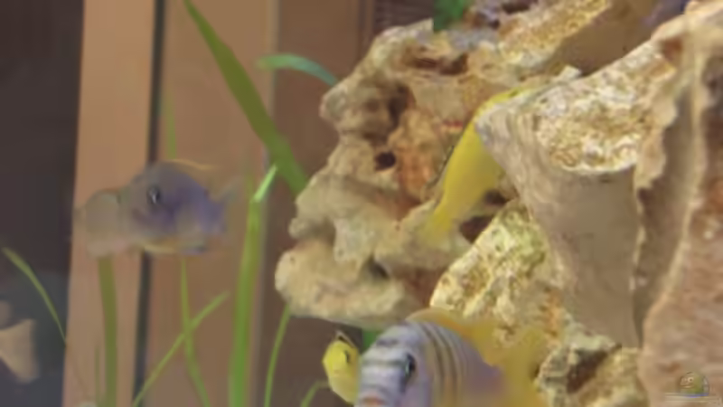 Labidochromis sp. hongi  bock von Julian S. (17)