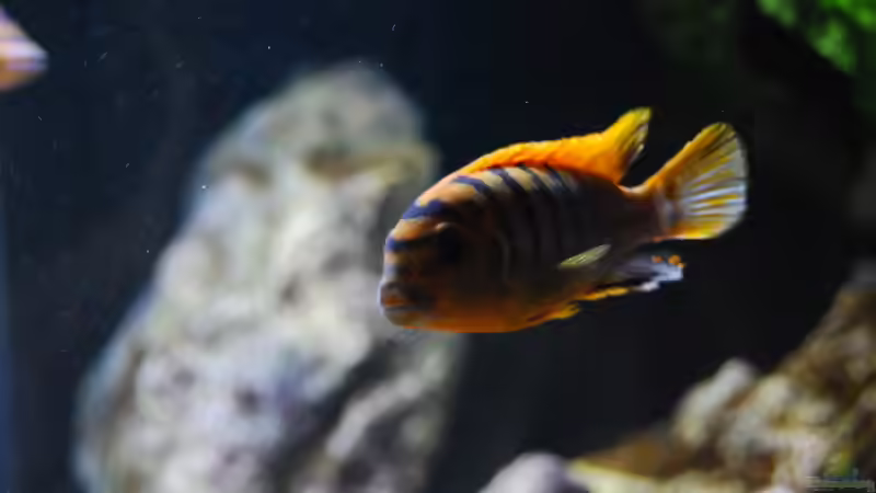 Labidochromis sp. ´hongi´  von MGR (25)