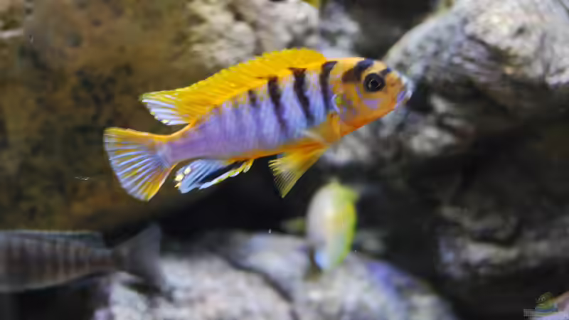 Labidochromis sp. ´hongi´  von MGR (27)