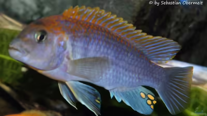 Labidochromis sp. Hongi  von Sebastian O. (37)