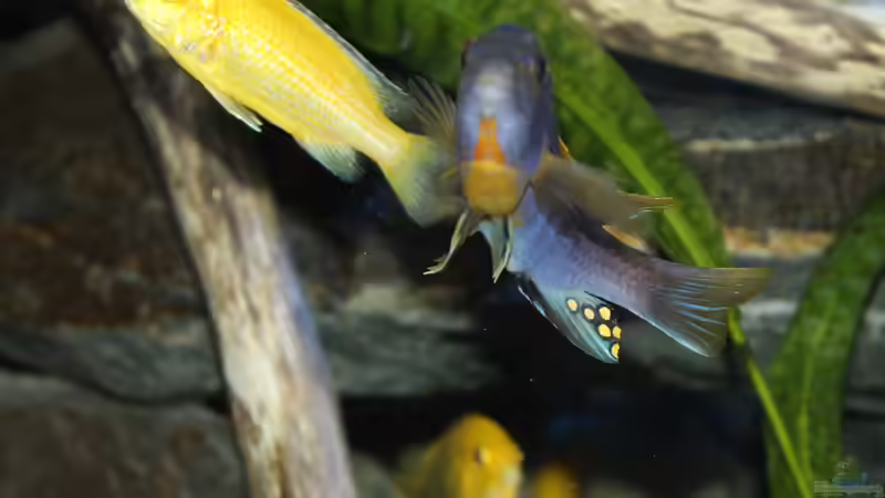 Labidochromis sp. Hongi  von Sebastian O. (39)