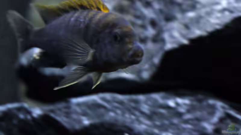 Labidochromis sp. ´Hongi´ (m) von MHu (17)