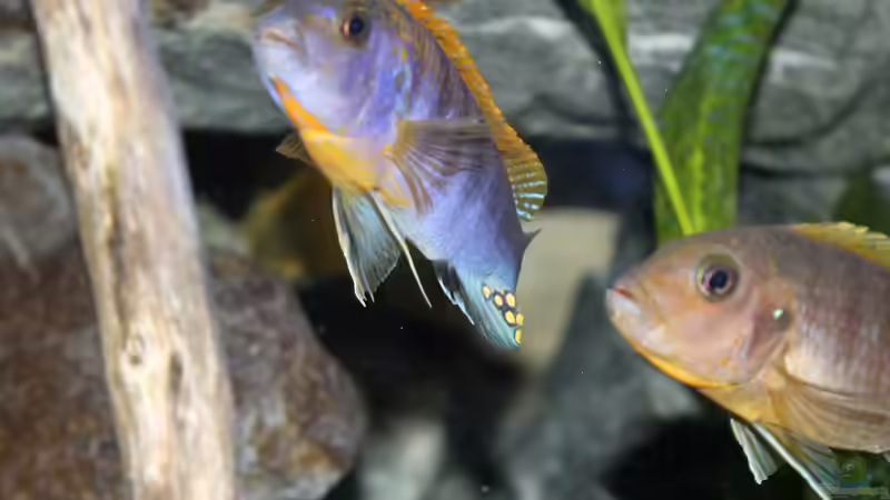 Labidochromis sp. Hongi Männchen mit Weibchen von Sebastian O. (40)