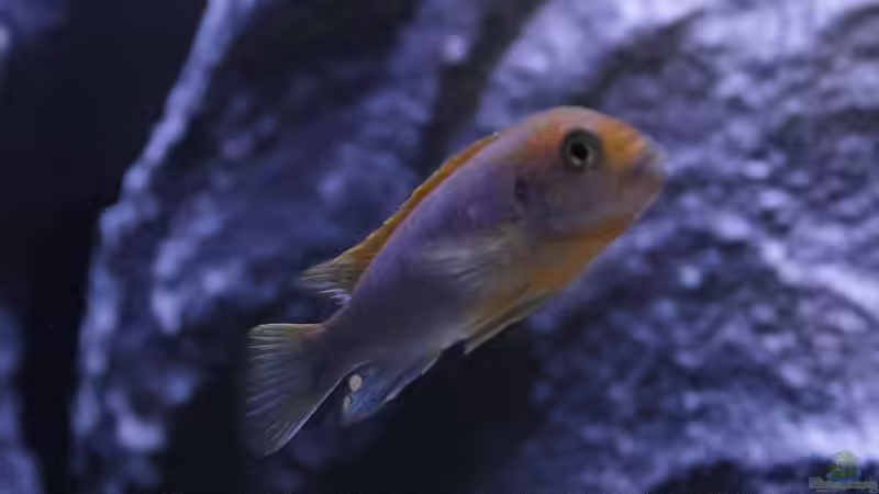Labidochromis sp. Hongi von Jürgen Hubral (11)