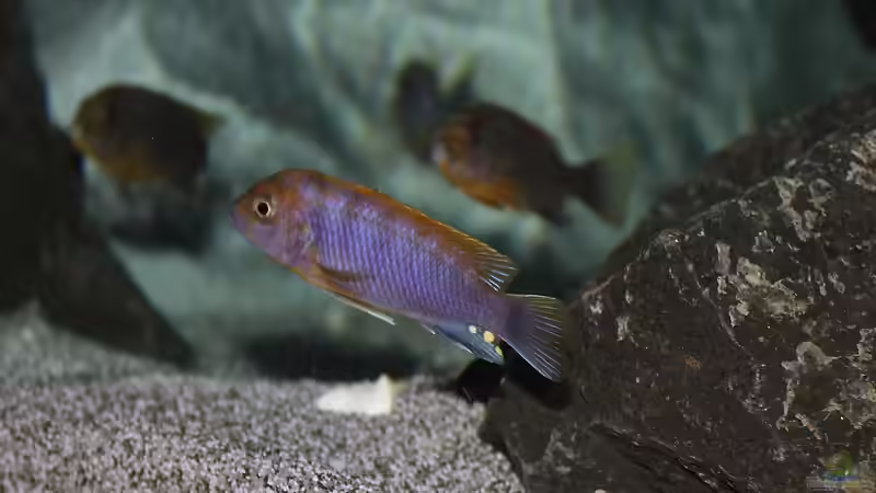 Labidochromis sp. Hongi von Jürgen Hubral (3)