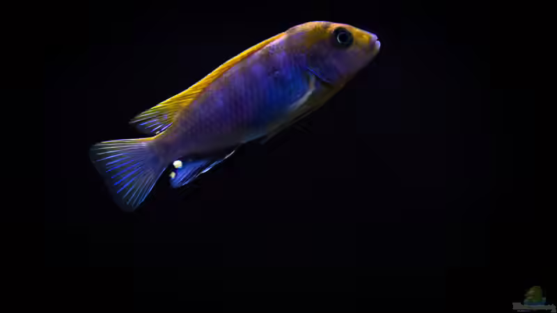 Labidochromis sp. Hongi von Jürgen Hubral (46)