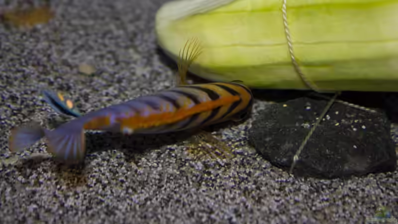 Labidochromis sp. Hongi von Jürgen Hubral (55)