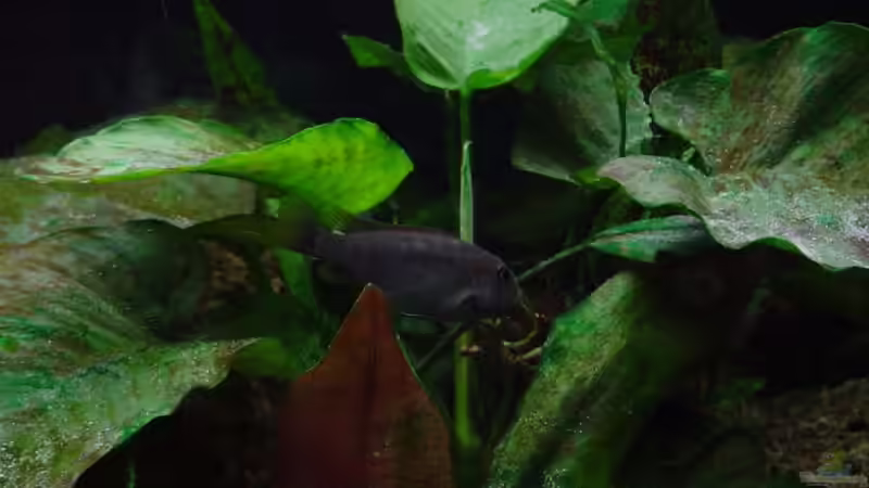 Labidochromis sp. ´hongi´ w von Jochen Horn (16)