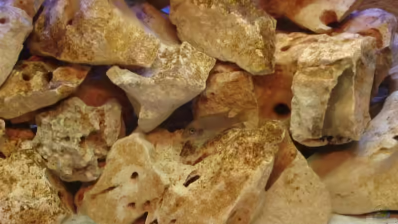 Labidochromis sp. hongi weibchen von Julian S. (16)