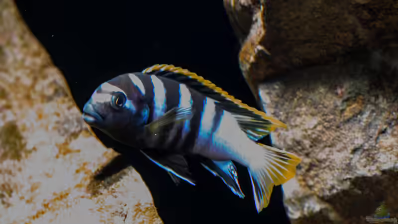 Labidochromis sp. mbamba bay .. entfesselter Blitz .. von AjakAndi (55)