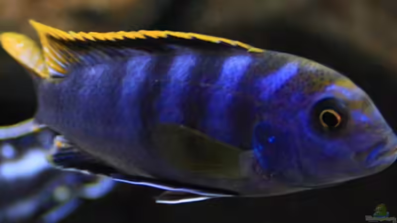 Labidochromis sp. Mbamba bay Alfa Männchen von Zerta (27)