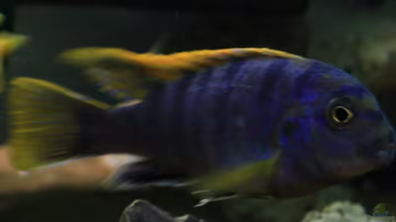 Labidochromis sp. Mbamba Bay (m) von JörgsMalawis (44)
