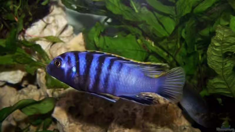 Labidochromis sp. mbamba bay Männchen von Maik83 (22)