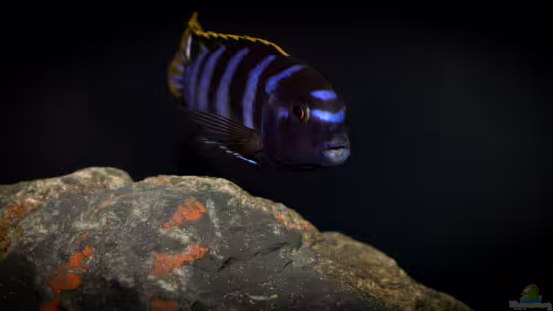 Labidochromis sp. mbamba bay von AjakAndi (59)