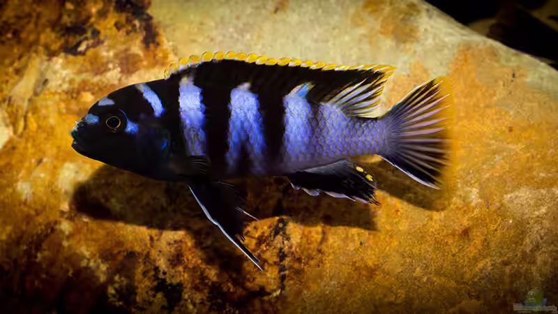 Einrichtungsbeispiele für Labidochromis sp. "mbamba"
