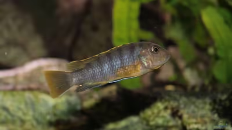 Einrichtungsbeispiele für Labidochromis sp. "mbamba"