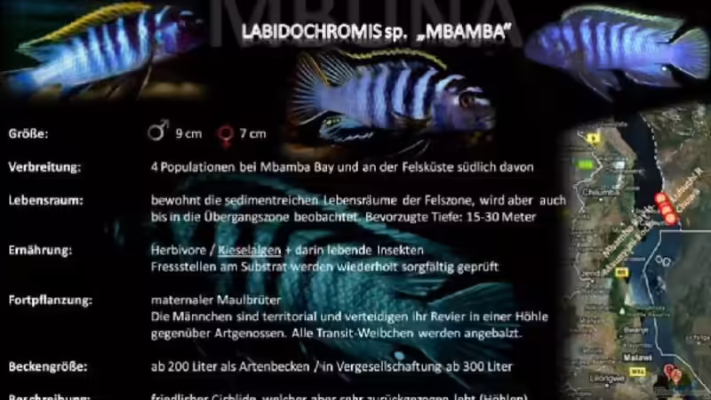 Labidochromis sp. ???mbamba??? lebt in der sedimentreichen Felszone- wo er viele Höhlen und Spalten findet, in welchen er ein sehr zurückgezogenes Leben führt. Die Art wird aber auch immer wieder bis in die ??bergangszone angetroffen.  von TheToxicAvenger (32)