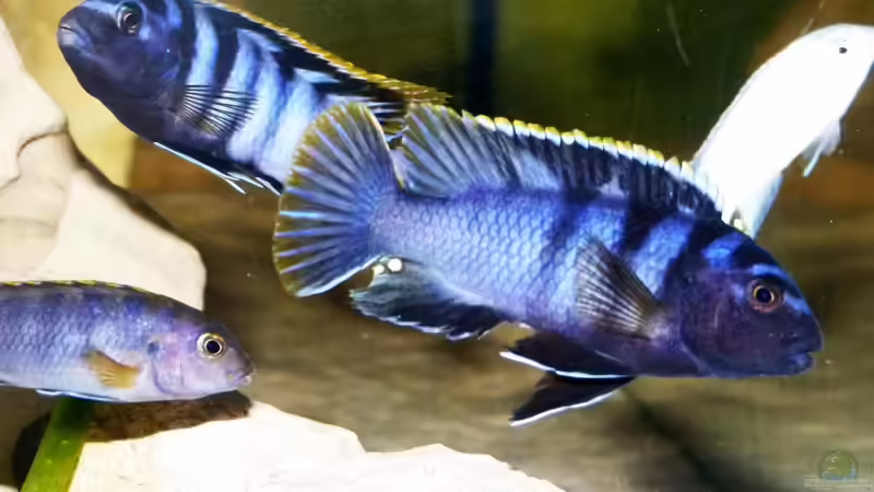 Labidochromis sp. ´mbamba´ Männchen beim kampf um ein Weibchen.C von Malawi-Freunde (25)