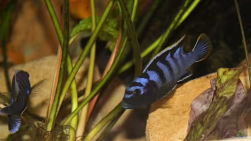 Labidochromis sp. mbamba male von Mikey (26)
