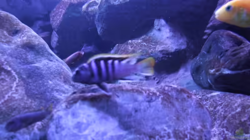 Labidochromis sp. mbamba Mbamba Bay von wadde (48)