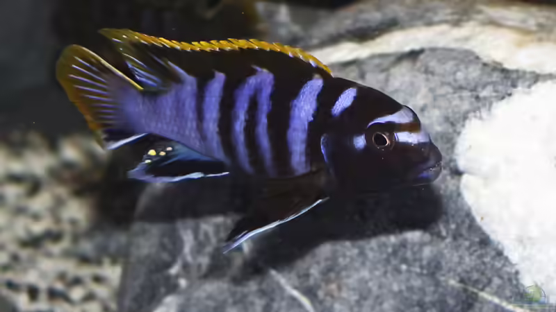 Labidochromis sp. mbamba von AjakAndi (19)