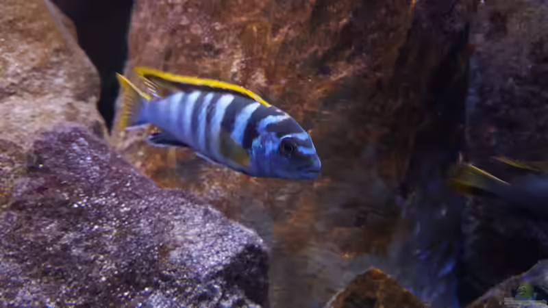 Labidochromis sp. Mbamba von Dennis Wulf (10)