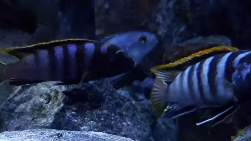 Labidochromis sp. Mbamba von Dennis Wulf (11)