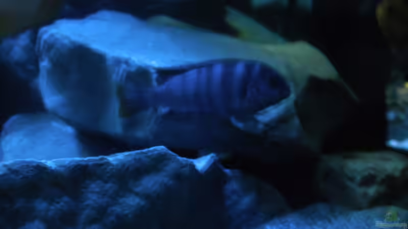 Einrichtungsbeispiele für Labidochromis sp. "mbamba"
