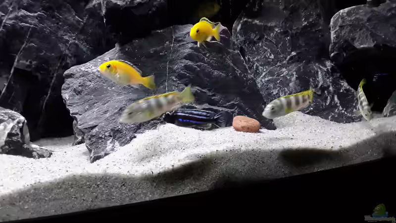 Labidochromis sp. Perlmutt, Labisochromis Caeruleus und Melanochromis Cyaneorhabdos von MbunaTowers (30)