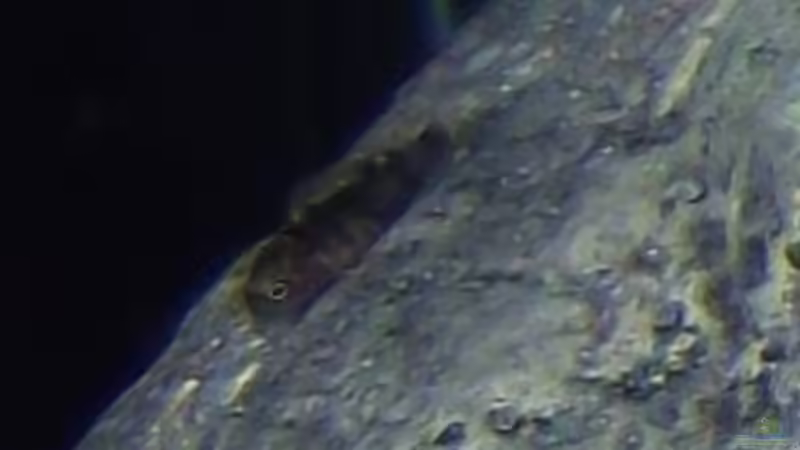 Labidochromis sp. ´perlmutt´-Baby ca. 5mm klein... von MichaB (27)