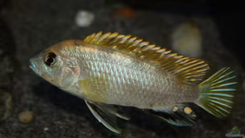 Labidochromis sp. perlmutt (Männchen im Balzkleid) von Florian Bandhauer (80)