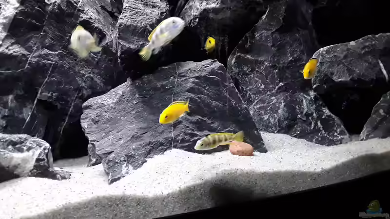 Labidochromis sp. Perlmutt und Labidochromis Caeruleus von MbunaTowers (25)