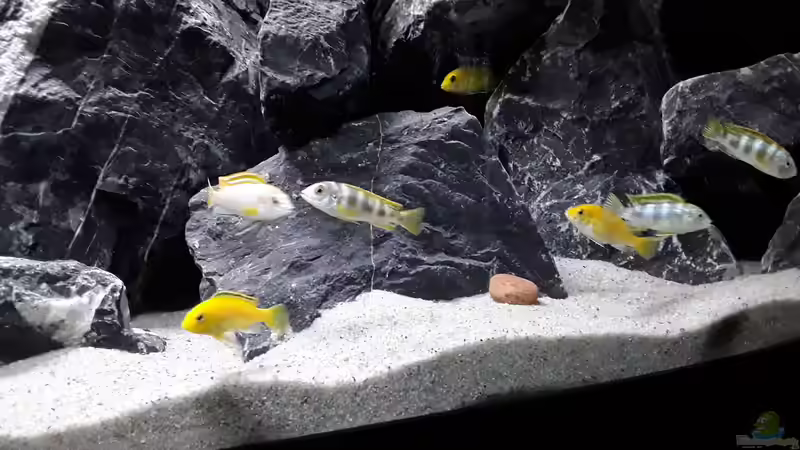 Labidochromis sp. Perlmutt und Labidochromis Caeruleus von MbunaTowers (27)