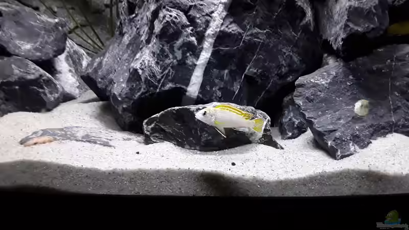 Labidochromis sp. Perlmutt von MbunaTowers (23)