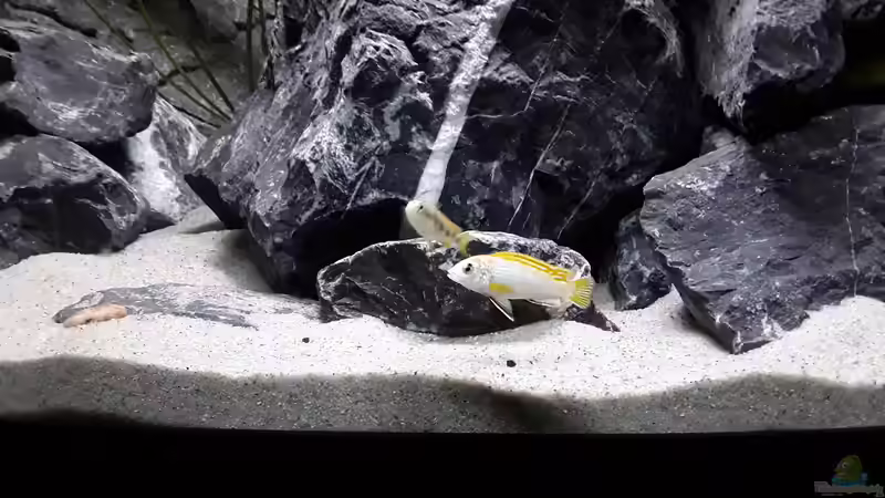 Labidochromis sp. Perlmutt von MbunaTowers (26)