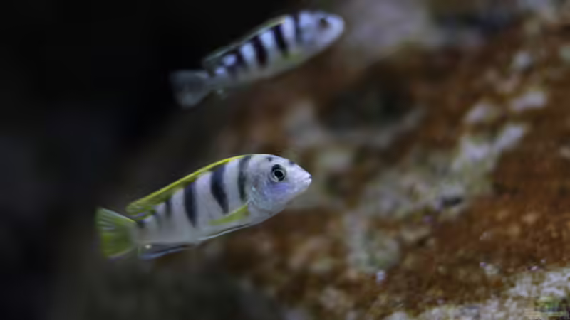 Labidochromis sp. perlmutt von StevenS (31)