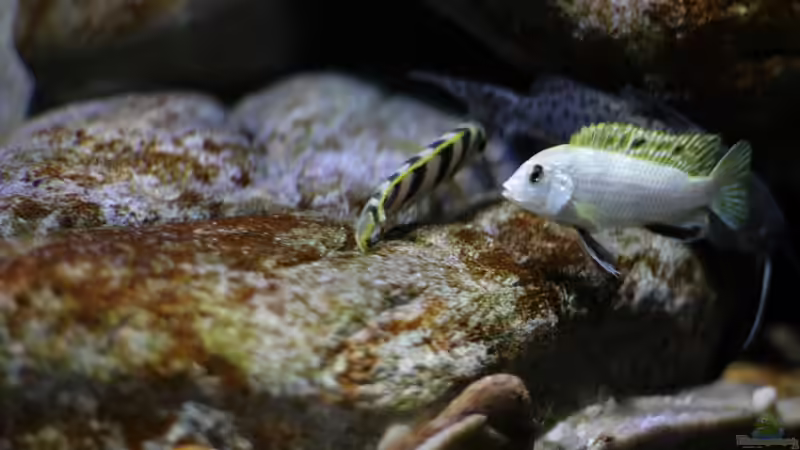 Labidochromis sp. perlmutt von StevenS (32)