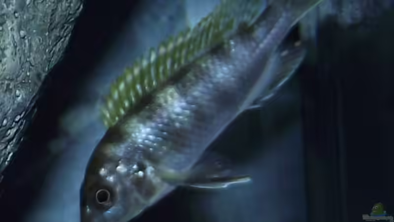 Labidochromis sp. ´perlmutt´ Weibchen von MichaB (26)