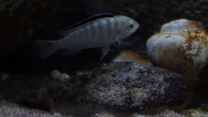 Labidochromis sp.nkali von Florian Bandhauer (75)