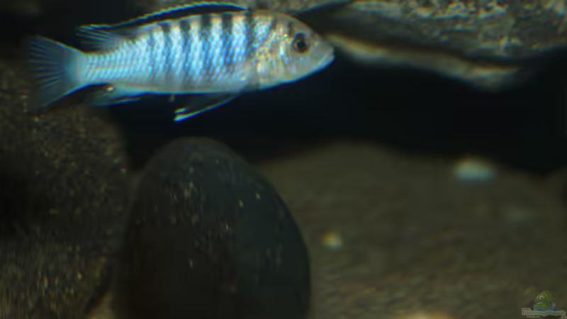 Labidochromis nkali im Aquarium halten (Einrichtungsbeispiele für Labidochromis nkali)