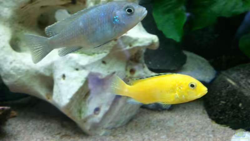 Einrichtungsbeispiele mit Cynotilapia