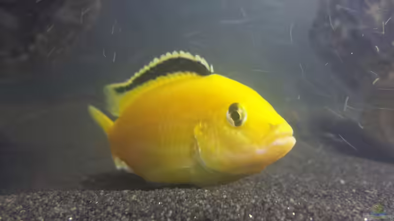 Labidochromis von Flo KA (4)