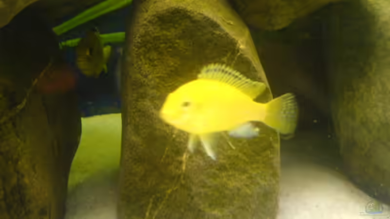 Labidochromis Weibchen und in der Spalte im hintergrund das Männchen von t-time (15)