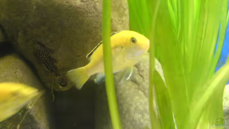 Labidochromis Weibchen von t-time (16)