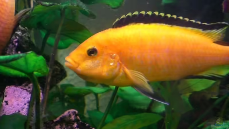 Labidochromis yellow , Weibchen mit Gelege im Maul von Thomas Dietrich (26)