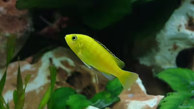 Labidochromis Yellow ( Jungtier ca. 2,5 cm ) von Martin Priemetshofer (9)