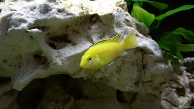 Labidochromis Yellow  von Michael Meier (8)